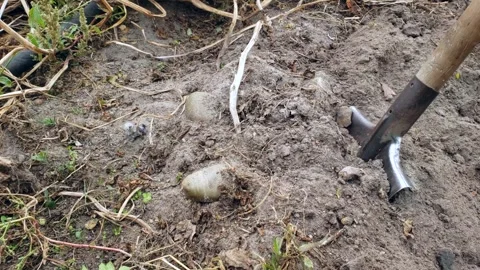 Slow motion footage of a farmer digging potatoes in a field with a shovel. Vídeos de archivo 253112930