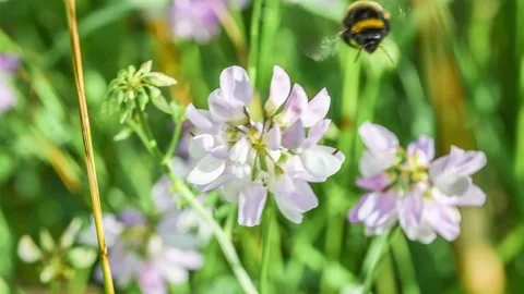 Slow motion footage of flying bumblebee on flowering meadow Stock Footage 220672976