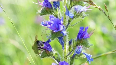 Slow motion footage of flying bumblebee on flowering meadow Stock Footage 220673341
