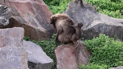 Slow-motion footage of a gelada monkey sitting on rocks holding her baby on her Video stock 259664828