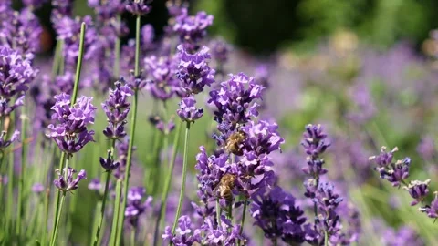 Slow motion footage of hoverflies pollinating vibrant purple lavender flowers in Stock Footage 312316218