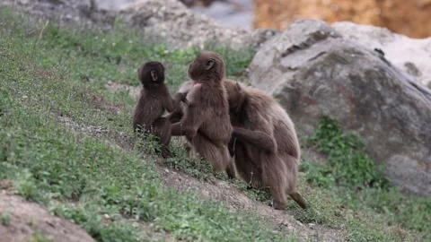 Slow-motion footage of an infant monkey playing around two adult female gelada Video stock 259664899