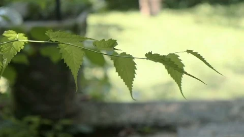Slow Motion Footage of Leaves Stock Footage 112872845