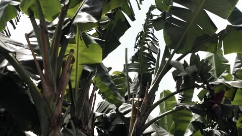 Slow-motion footage from left to right of banana trees on a sunny day. 库存影片 281618308