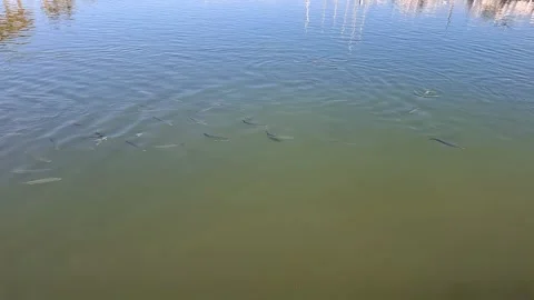 Slow motion footage of mullet feeding in the port Video stock 337345247