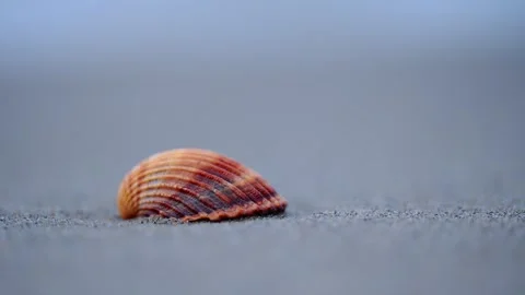Slow-motion footage of orange seashell on sandy shore, waves and beach Stock Footage 299858910
