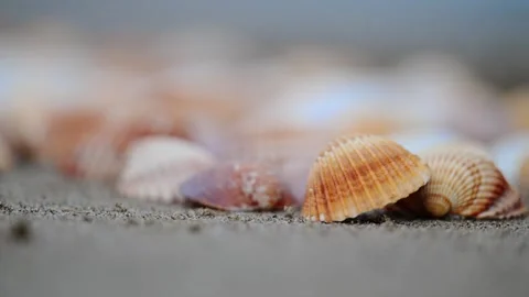 Slow-motion footage of orange seashells on the beach, with waves gently washing Stock Footage 297636449