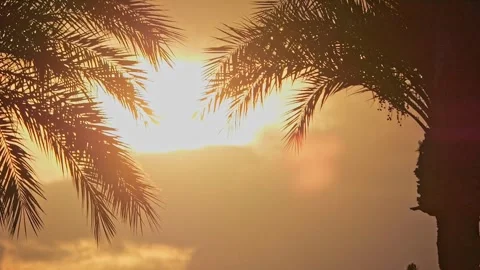 Slow-motion footage of an orange sunset with swaying palm leaves. Ideal vac.. Stock Footage 281326372