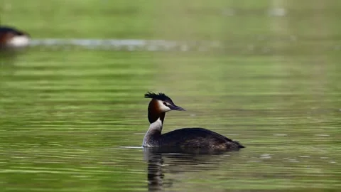 Slow motion footage of a pair of Great Crested Grebes (Podiceps cristatus)  Видео 337663715