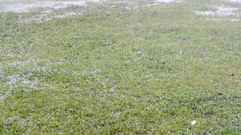 Slow motion footage of a rain drops on a green grass field Stock Footage 97779648
