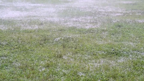 Slow motion footage of a rain drops on a green grass field Stock Footage 97779655