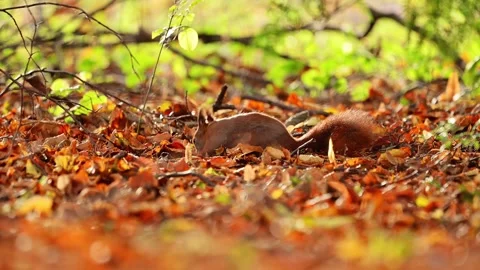 Slow-motion footage of a red squirrel darting through golden autumn leaves in 4K Stock Footage 290976171