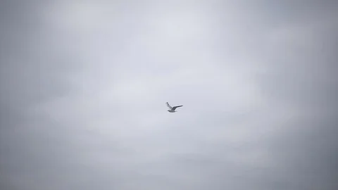 Slow motion footage of the seagull in cloudy skies Stock Footage 84136797