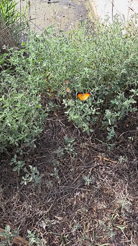 Slow motion footage of several African monarch butterflies (Danaus chrysippu Stock Footage 339747689