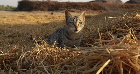 Slow motion footage of a short-haired tabby cat sitting on the hay at the farm Stock Footage 254647790