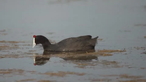 Slow motion footage shows a crested coot walking in water flying briefly an.. Stock-Footage 324631252