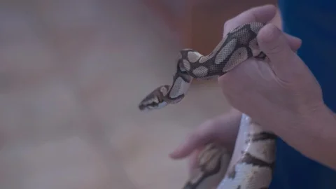 SLOW MOTION footage of snake in the hands on a woman. Stock Footage 92032668