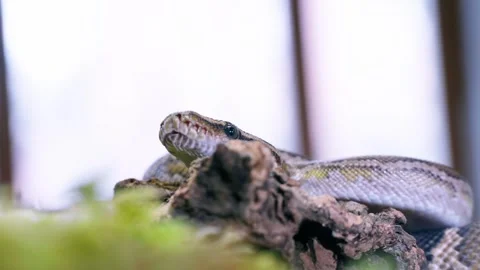 Slow-motion footage of a snake slithering in a calm, detailed close-up shot Video stock 309015159