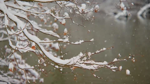 Slow Motion Footage of Snowfall on Cherry Blossom Tree Branches Capturing Winter Video stock 309303169