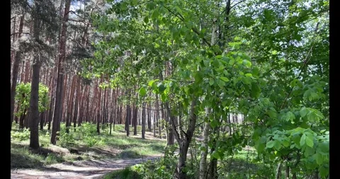 Slow Motion Footage of Summer Pine Tree Forest Stock Footage 274879312
