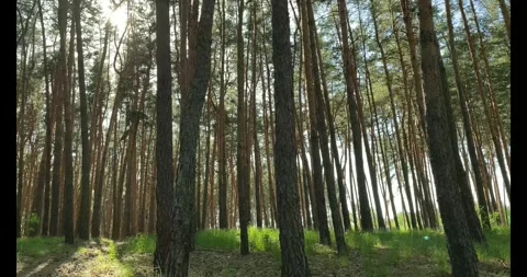 Slow Motion Footage of Summer Pine Tree Forest Stock Footage 274879515