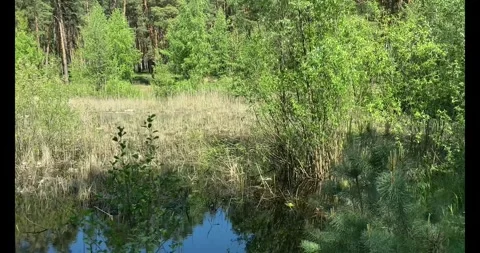  Slow Motion Footage of a Sunlit Pine Forest Stock Footage 274879032