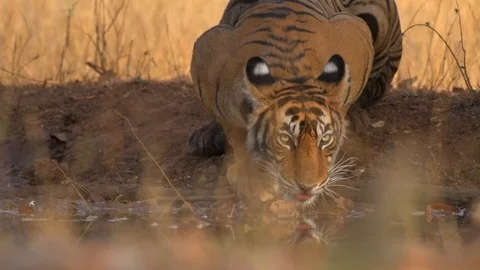 Slow motion footage of Tiger drinking water Stock Footage