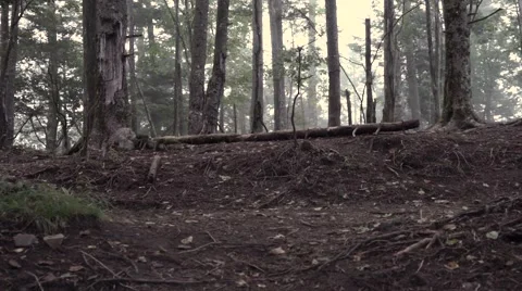 Slow motion footage of trail runner at Mount Daibosatsu in summer, Yamanashi Stock-Footage 58467682