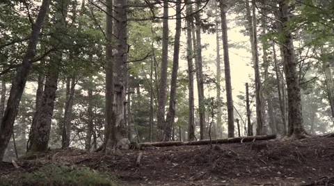 Slow motion footage of trail runner at Mount Daibosatsu in summer, Yamanashi Stock Footage 58467714