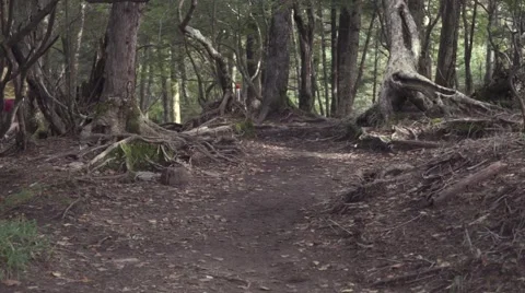 Slow motion footage of trail runner at Mount Daibosatsu in summer, Yamanashi Video stock 58467814