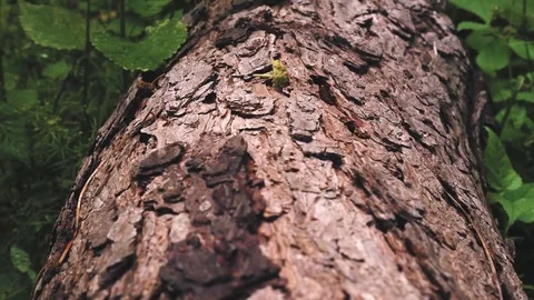Slow motion footage of a tree in the forest Stock Footage 79164863