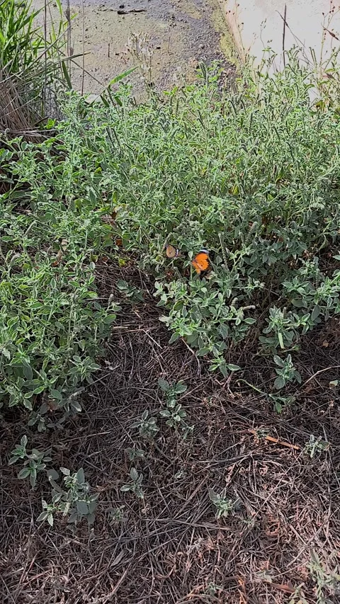 Slow motion footage of two African monarch butterflies (Danaus chrysippus) r Stock Footage 339770423