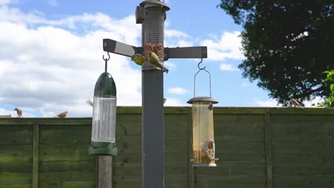Slow motion footage of two Blue Tit birds eating seeds and nuts from feeders Video stock 336924174