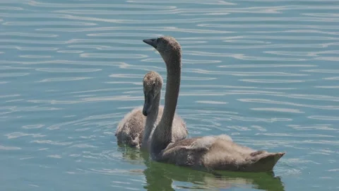 Slow-motion footage of two cute young swans swimming and diving in the lake 動画素材 247078564