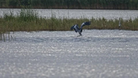 Slow motion footage of two herons clashing on the surface of a natural lake.. Stock Footage 327189444