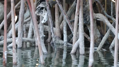 Slow motion footage of water’s surface ripples around mangrove roots Stock Footage 167797072