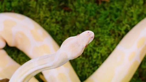 Slow-motion footage of a white python's head with intricate details of its Stock Footage 308903335