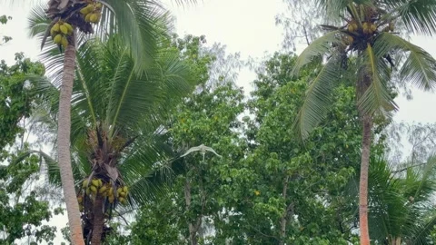 Slow motion footage of white tailed tropic bird flying near coconut trees Stock Footage 327912551
