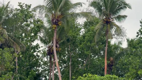 Slow motion footage of white tailed tropic bird flying near coconut trees Stock Footage 327912590