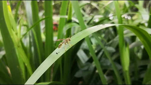 Slow motion footage of a yellow jacket wasp touching its head and antennae Stock Footage 96008947