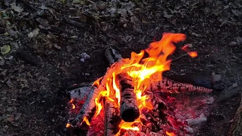 Slow Motion Forest Campfire with Smoke Stock-Footage 342280210