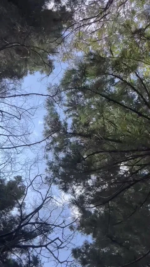 Slow Motion Forest Canopy Upward View with Sky Between Trees Vertical Stock Footage 331945527