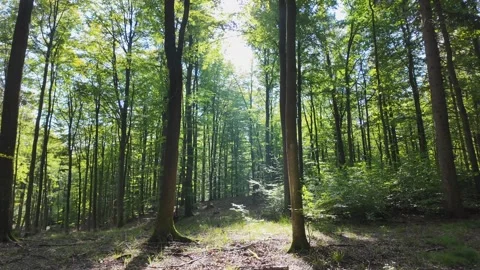 Slow Motion of the Forest Floor with Fallen Leaves and Sunlight Illuminating Tre Stock Footage 288087176