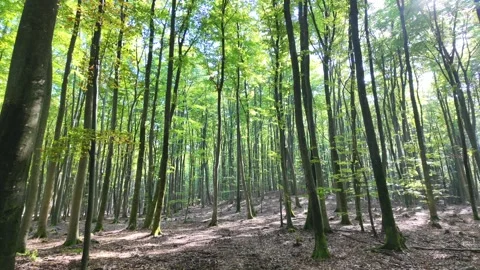 Slow Motion of the Forest Floor with Fallen Leaves 库存影片 288088215