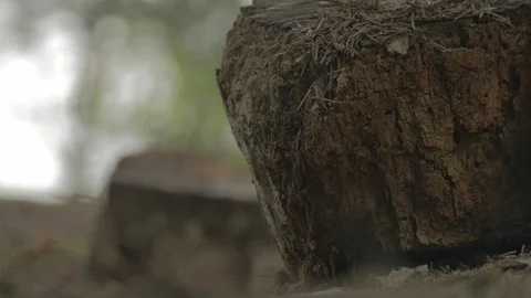 Slow Motion forest Video stock 95717543