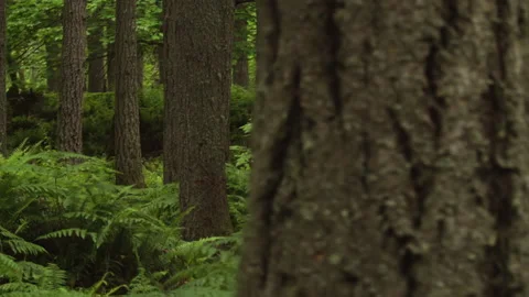 Slow motion forest Stock Footage 165264063