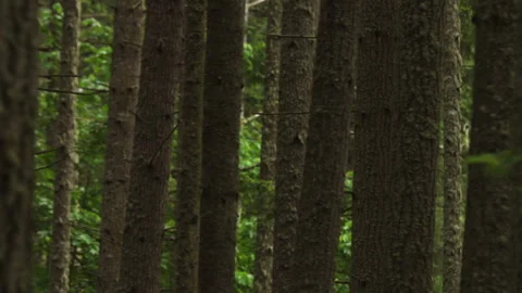 Slow motion forest Stock Footage 165264146
