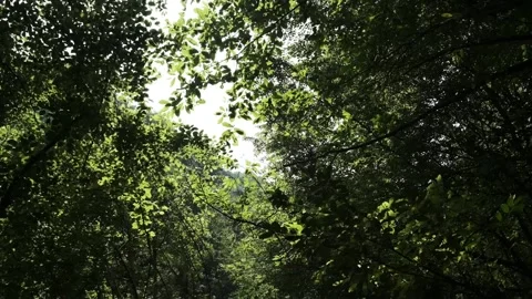 Slow motion forest Stock-Footage 221583807