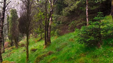 A slow motion forest on a hillside in the rain. 스톡 동영상 197339638