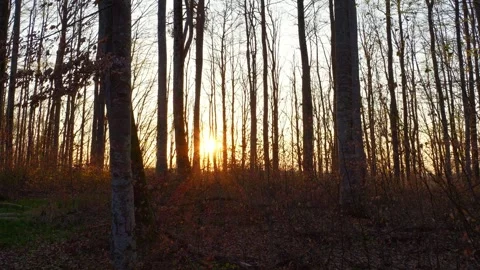 Slow Motion Forest Scene Capturing the Last Sun Rays with Sunstars Through Tr Stock Footage 309028913